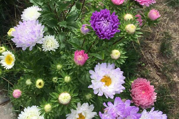 怎么养殖荷兰菊,生长季节定期追施薄肥