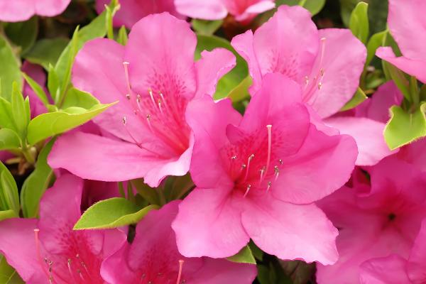 不怕干旱的花卉有哪些,常见虎皮兰、千日红等品种