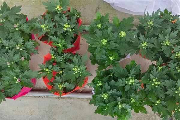 怎么养殖荷兰菊,生长季节定期追施薄肥