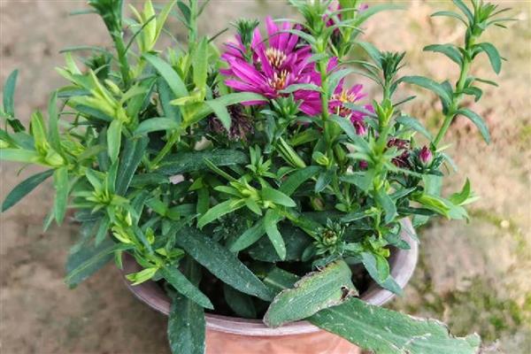 怎么养殖荷兰菊,生长季节定期追施薄肥