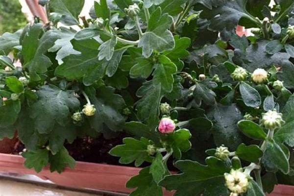 怎么养殖荷兰菊,生长季节定期追施薄肥