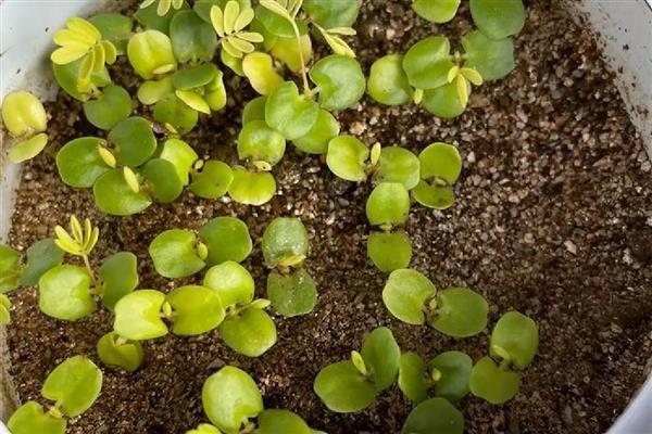 含羞草种子多久浇水一次，通常每隔2天左右浇一次