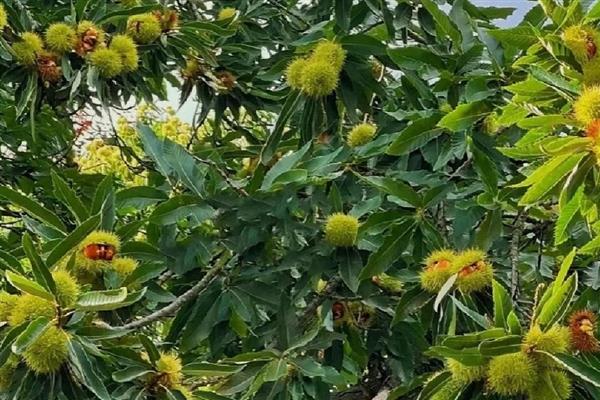 板栗树对光照的需求特点，每天日照不得少于6小时