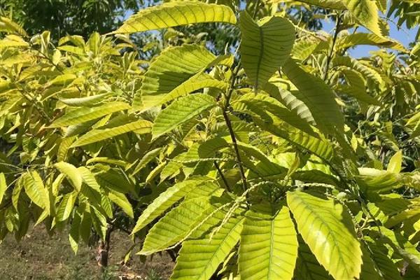 板栗树对光照的需求特点，每天日照不得少于6小时