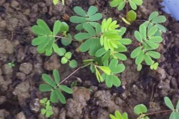 含羞草种子多久浇水一次，通常每隔2天左右浇一次