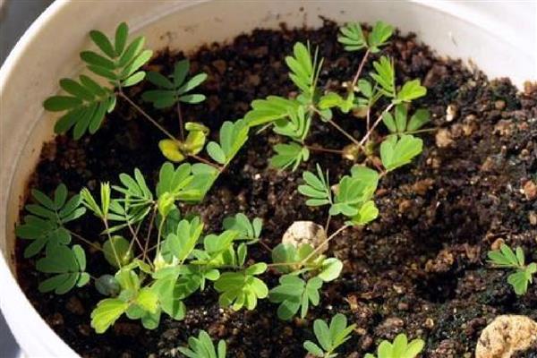 含羞草种子多久浇水一次，通常每隔2天左右浇一次