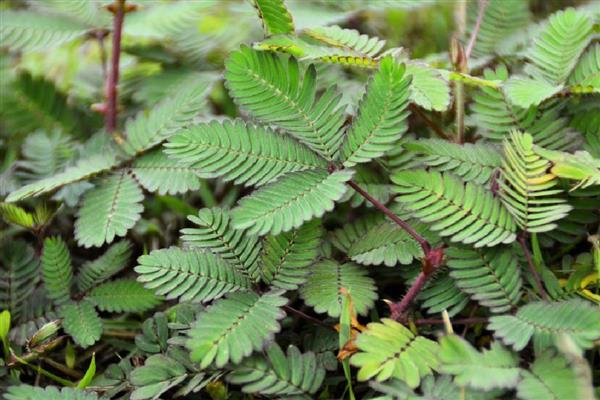 含羞草种子多久浇水一次，通常每隔2天左右浇一次