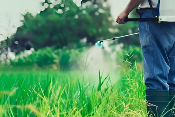 敌草快有哪些使用注意事项，切勿对作物幼树进行直接喷雾