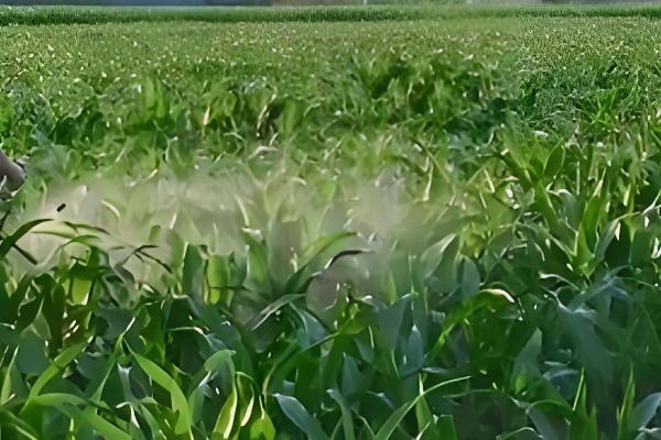 敌草快有哪些使用注意事项，切勿对作物幼树进行直接喷雾