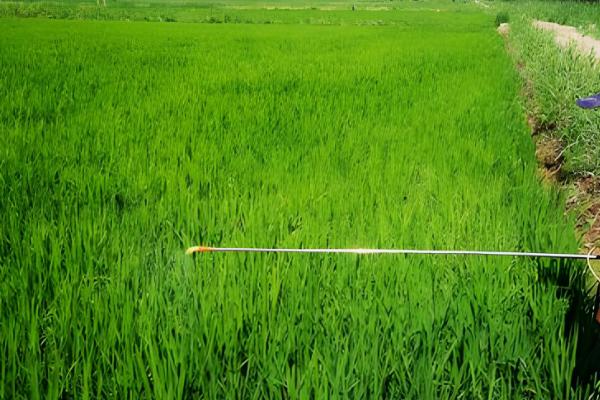 敌草快有哪些使用注意事项，切勿对作物幼树进行直接喷雾