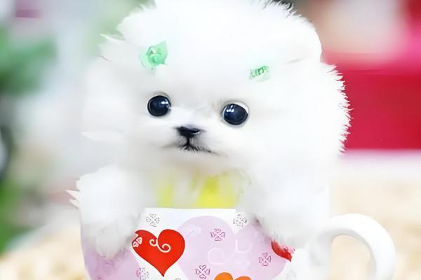 茶杯犬的寿命，一般可活3-4年