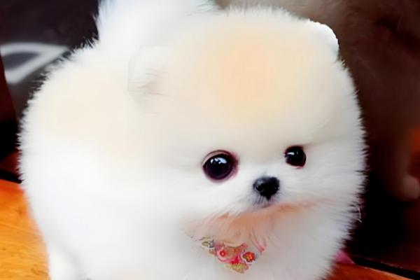 茶杯犬的寿命，一般可活3-4年