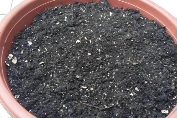 仙人球上面的小球如何种植，栽种后放在半阴处养护