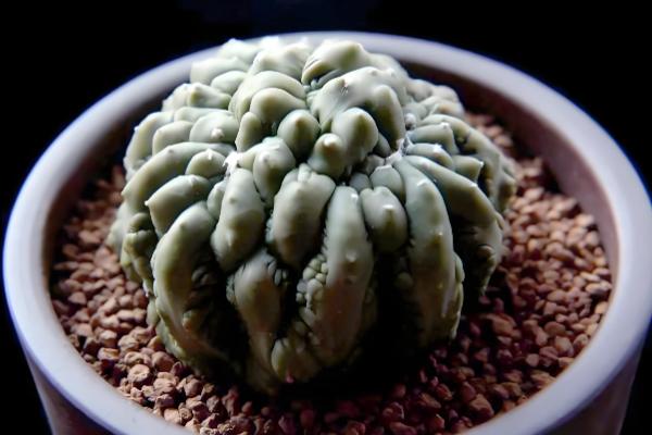 仙人球上面的小球如何种植，栽种后放在半阴处养护