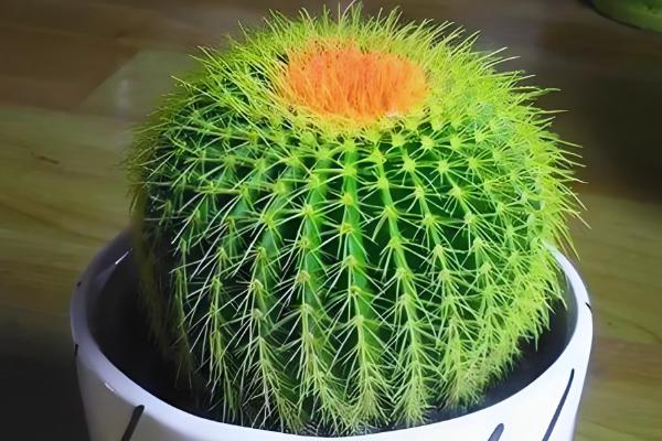 仙人球上面的小球如何种植，栽种后放在半阴处养护