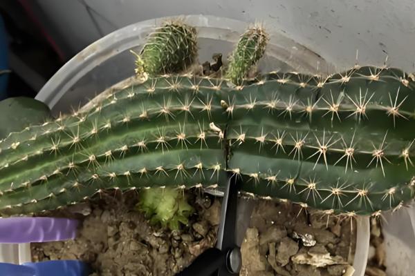 仙人球上面的小球如何种植，栽种后放在半阴处养护