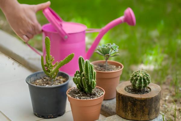 仙人球上面的小球如何种植，栽种后放在半阴处养护