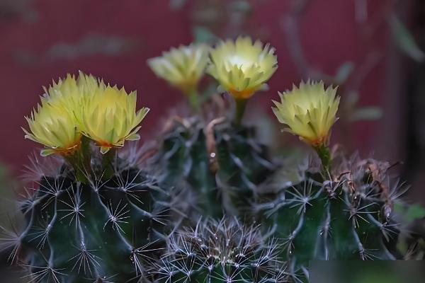 仙人球上面的小球如何种植，栽种后放在半阴处养护