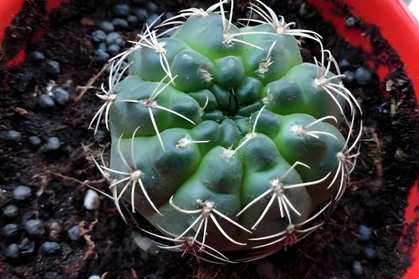 仙人球上面的小球如何种植，栽种后放在半阴处养护