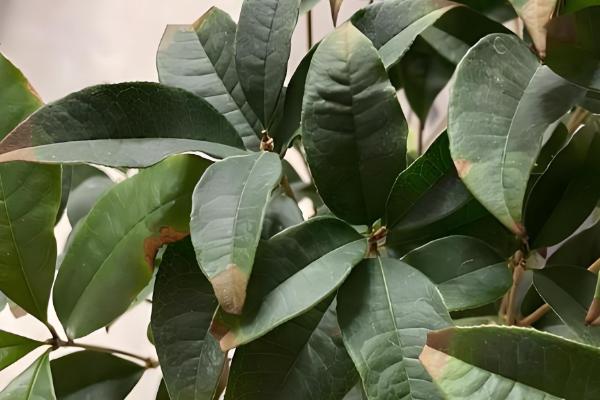 桂花叶子掉光还可以活吗,是还能活的