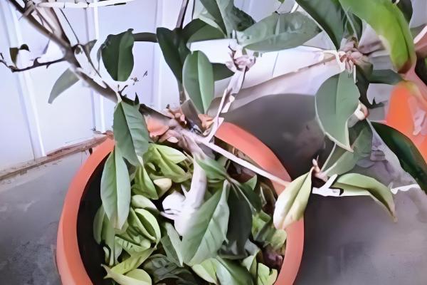 桂花叶子掉光还可以活吗,是还能活的