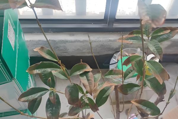 桂花叶子掉光还可以活吗,是还能活的