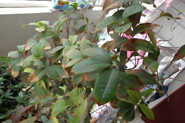 桂花叶子掉光还可以活吗,是还能活的