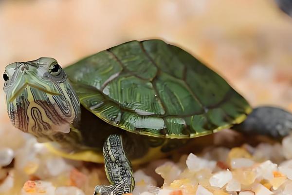 巴西龟晒太阳的注意事项,冬季每天晒1-2个小时即可