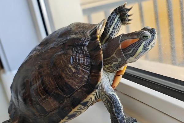 巴西龟晒太阳的注意事项,冬季每天晒1-2个小时即可