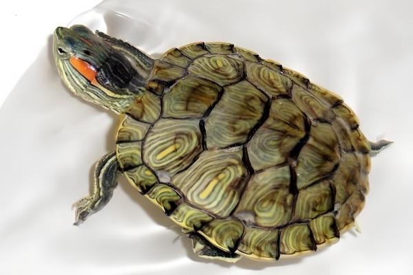 巴西龟晒太阳的注意事项,冬季每天晒1-2个小时即可