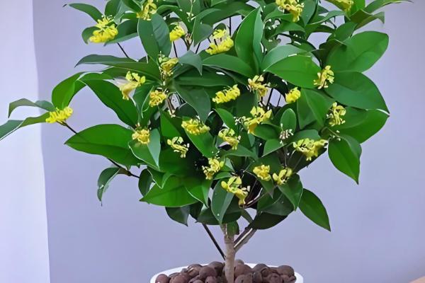 桂花叶子掉光还可以活吗,是还能活的