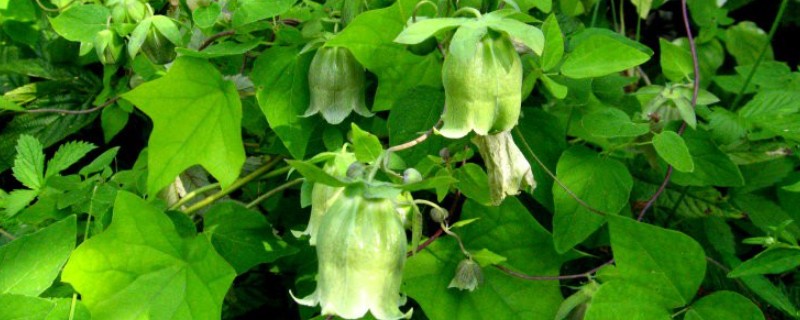 轮叶党参的栽培技术，春、秋两季均可播种