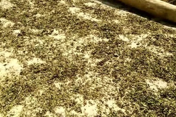 怎么处理过期的猪饲料，可采用晾晒法、蒸煮法等