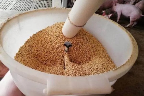 怎么处理过期的猪饲料，可采用晾晒法、蒸煮法等