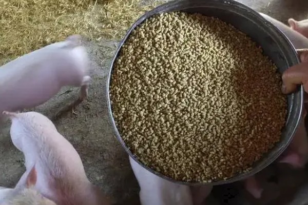 怎么处理过期的猪饲料，可采用晾晒法、蒸煮法等