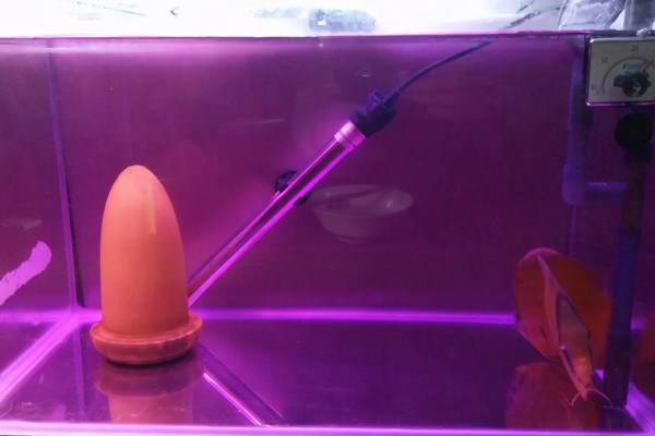 新买的鱼缸怎么开缸，首先要做的是消毒