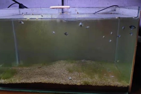 新买的鱼缸怎么开缸，首先要做的是消毒