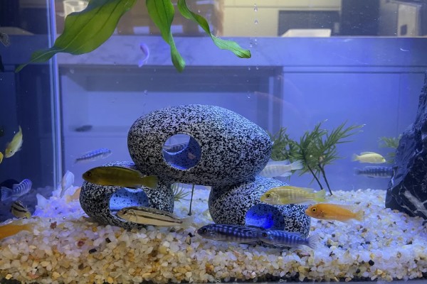 新买的鱼缸怎么开缸，首先要做的是消毒