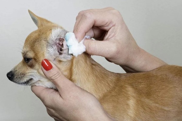 多久给宠物清洁一次耳朵,建议每周清洁一次