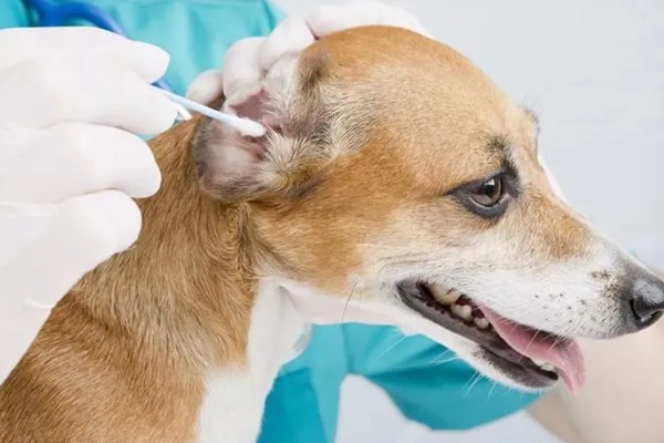 多久给宠物清洁一次耳朵,建议每周清洁一次