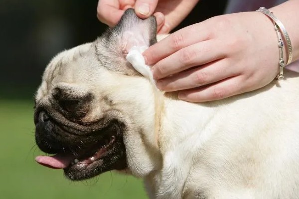 多久给宠物清洁一次耳朵,建议每周清洁一次