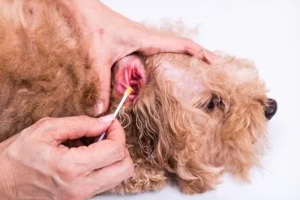 多久给宠物清洁一次耳朵,建议每周清洁一次