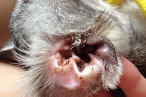 多久给宠物清洁一次耳朵,建议每周清洁一次