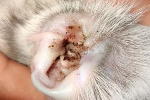 多久给宠物清洁一次耳朵,建议每周清洁一次