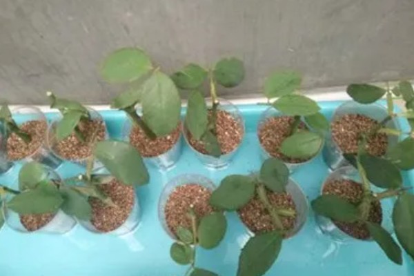 玫瑰花什么时候扦插，3-4月份、9-10月份都可以进行