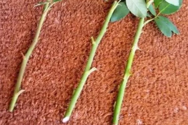 玫瑰花什么时候扦插，3-4月份、9-10月份都可以进行