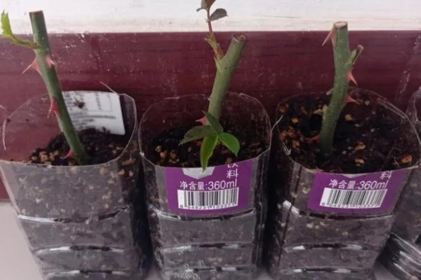 玫瑰花什么时候扦插，3-4月份、9-10月份都可以进行