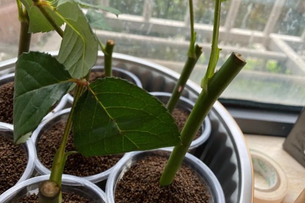 玫瑰花什么时候扦插，3-4月份、9-10月份都可以进行