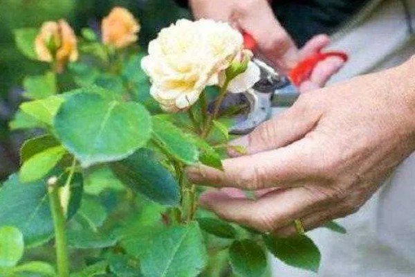 玫瑰花什么时候扦插，3-4月份、9-10月份都可以进行