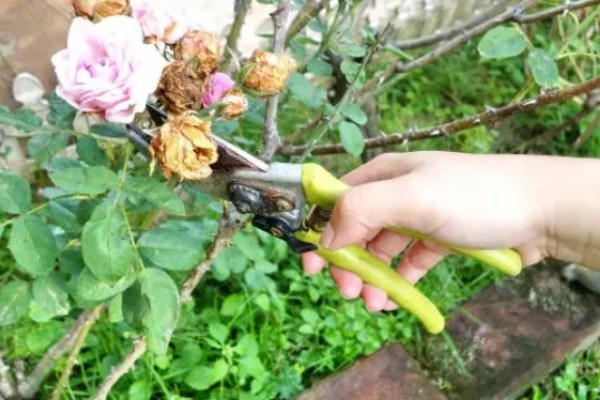 玫瑰花什么时候扦插，3-4月份、9-10月份都可以进行